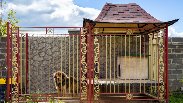 Illustration for article titled Heartbreaking Backstory: 6 Luxury Dog Houses Yoda Looked At But Couldn’t Afford